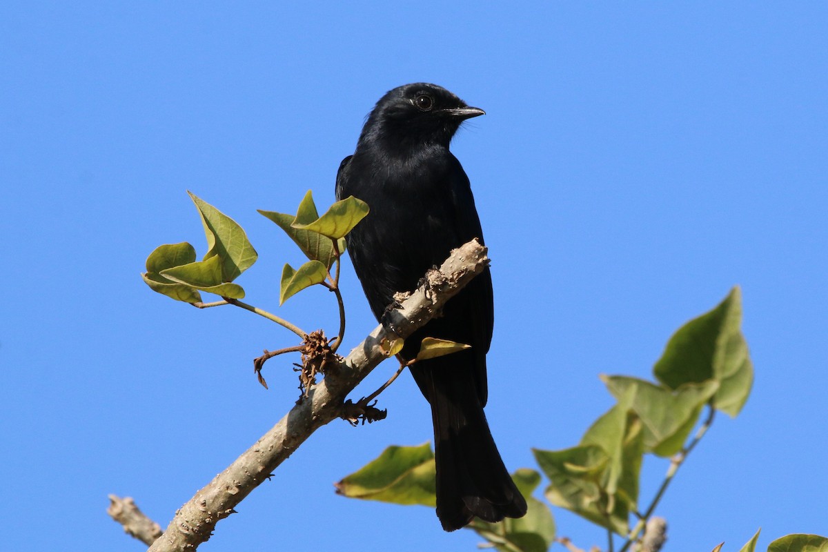 Southern Black-Flycatcher - Wigbert Vogeley