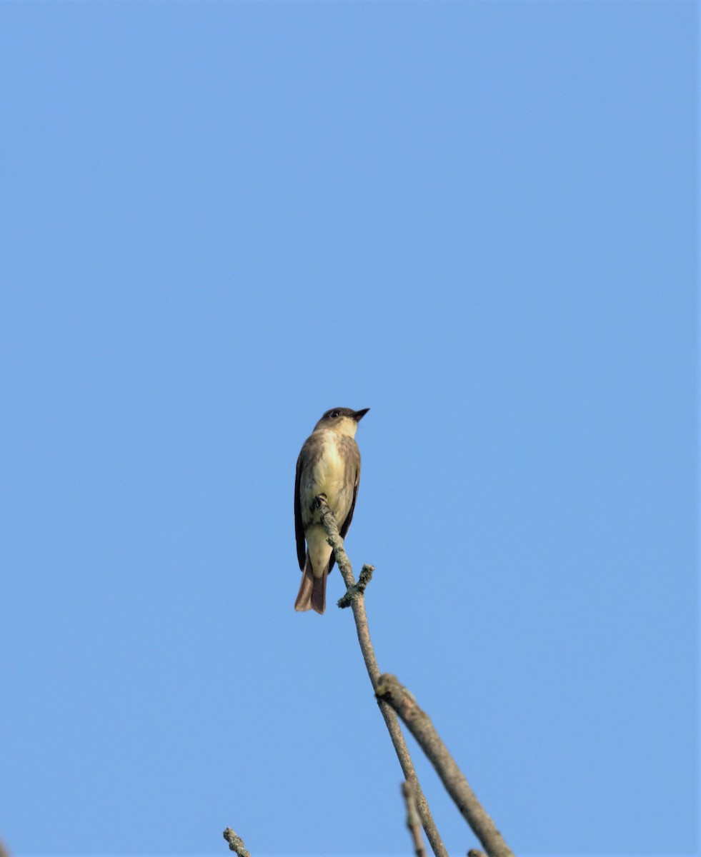 Olive-sided Flycatcher - ML484046041