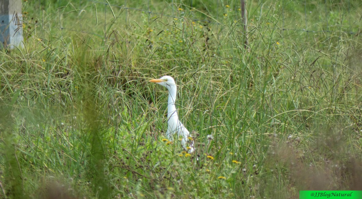 Western Cattle Egret - ML484046261