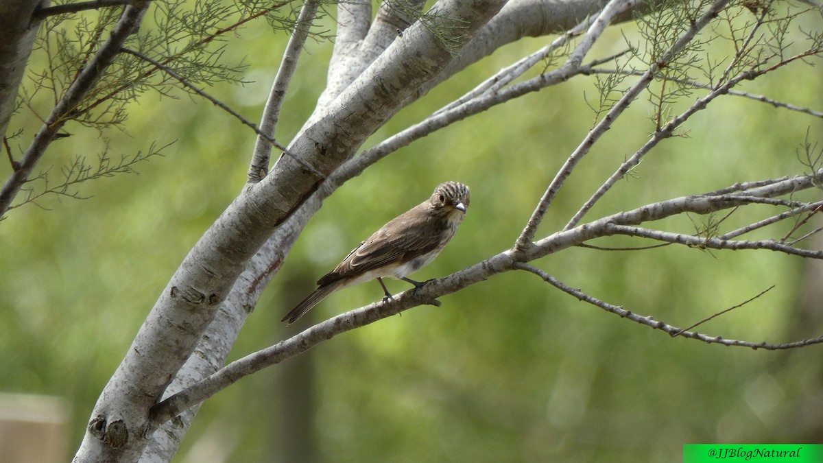 Spotted Flycatcher - ML484046321