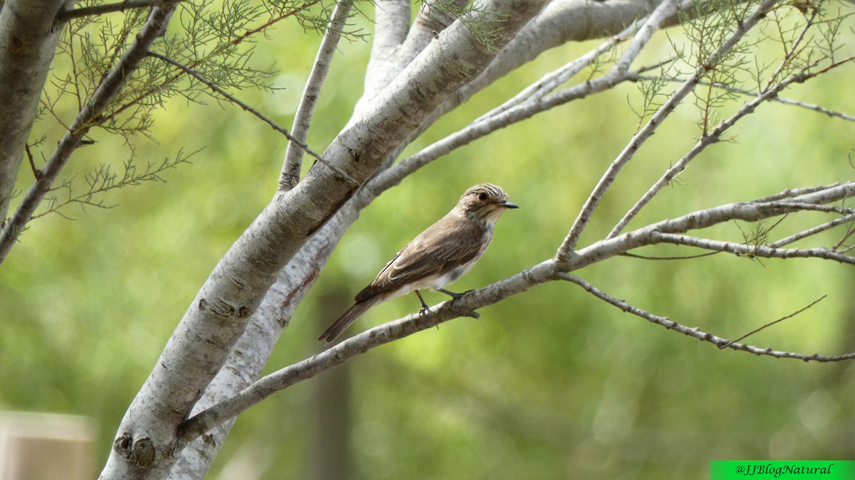 Spotted Flycatcher - Juan José Lucas