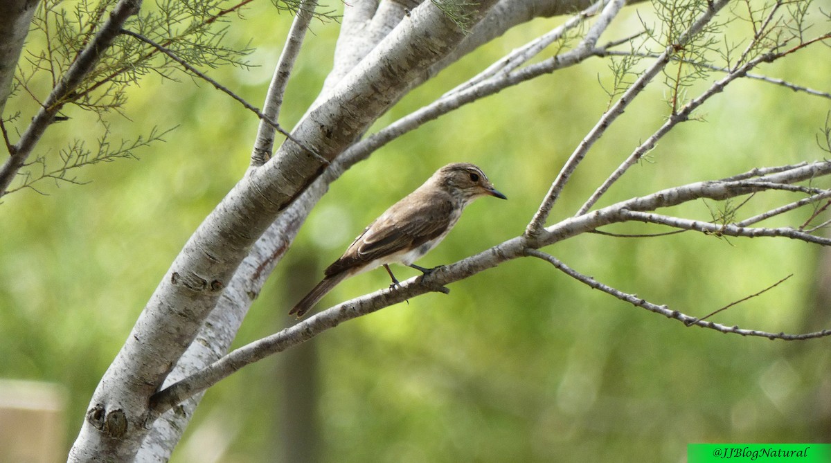 Spotted Flycatcher - ML484046341