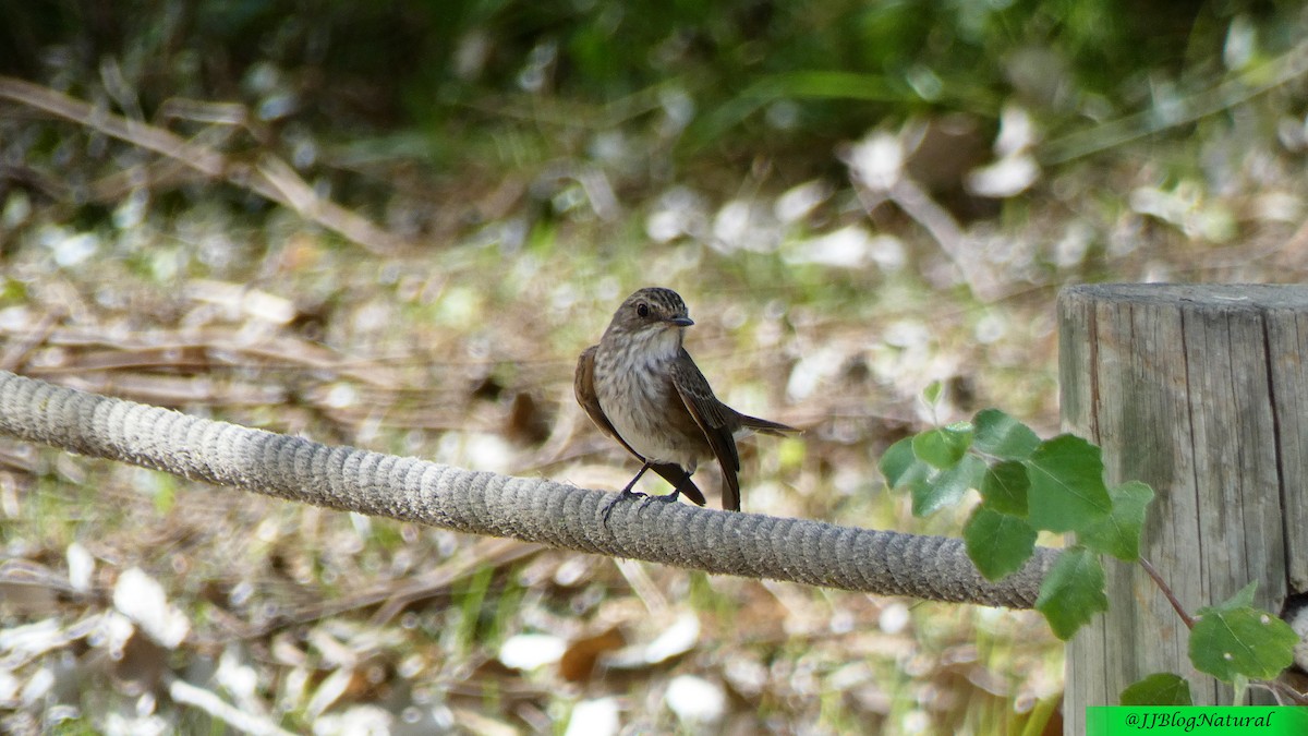 Spotted Flycatcher - ML484046411