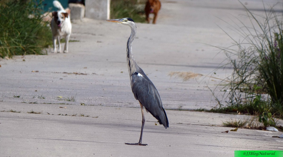 Gray Heron - ML484046511