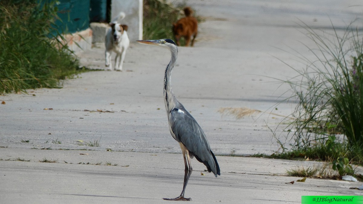 Gray Heron - ML484046521