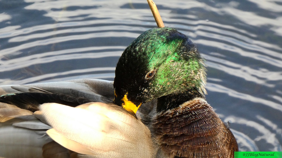 Canard colvert - ML484046571