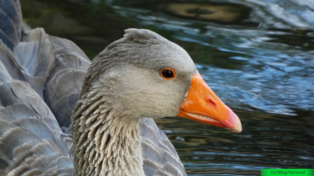 Graylag Goose (Domestic type) - ML484046621