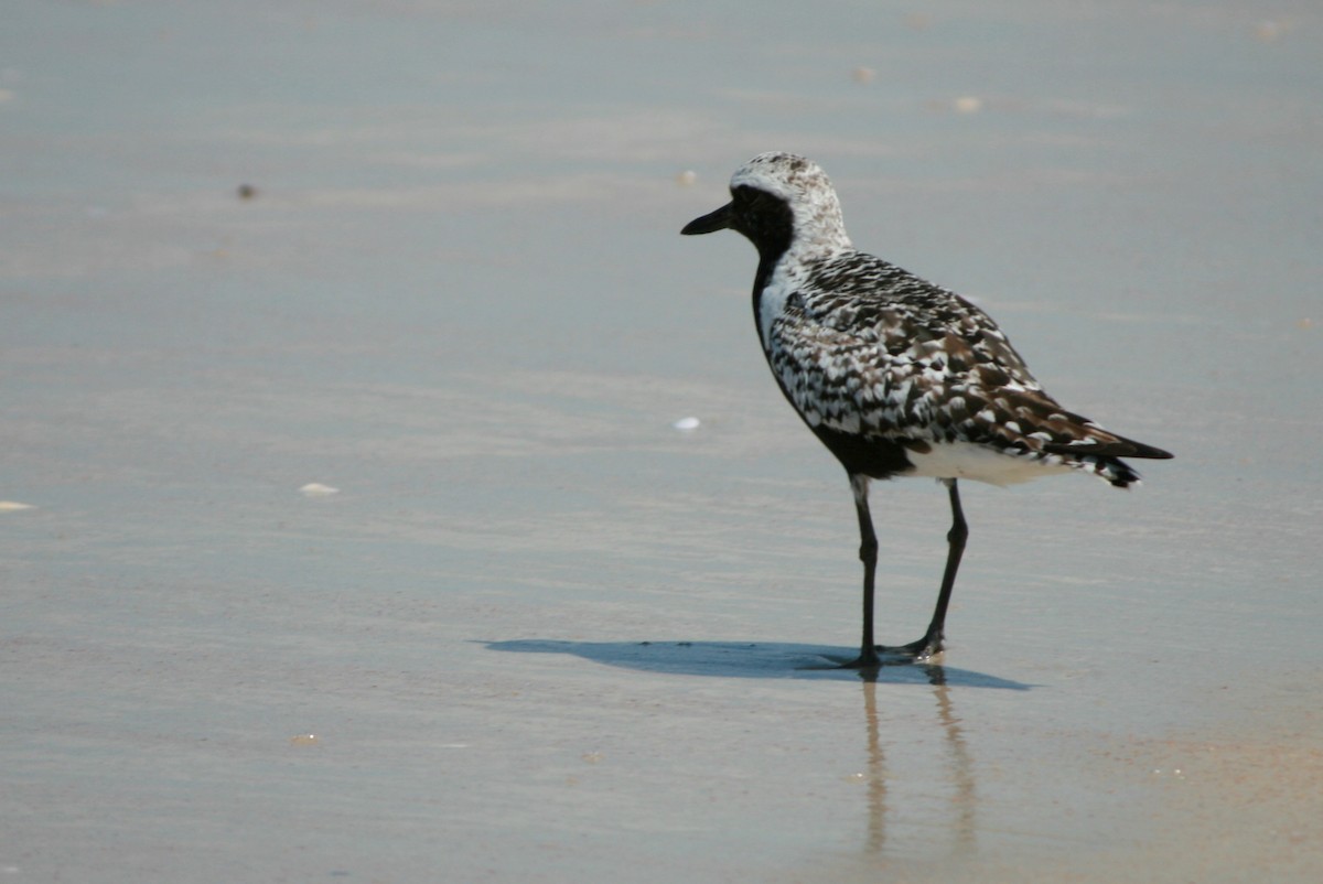 Black-bellied Plover - Karen Bonsell