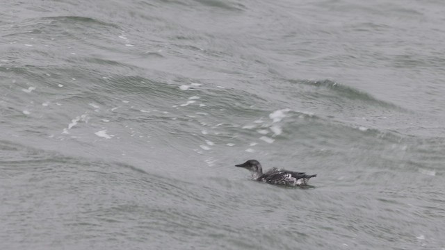 Black Guillemot - ML484049681