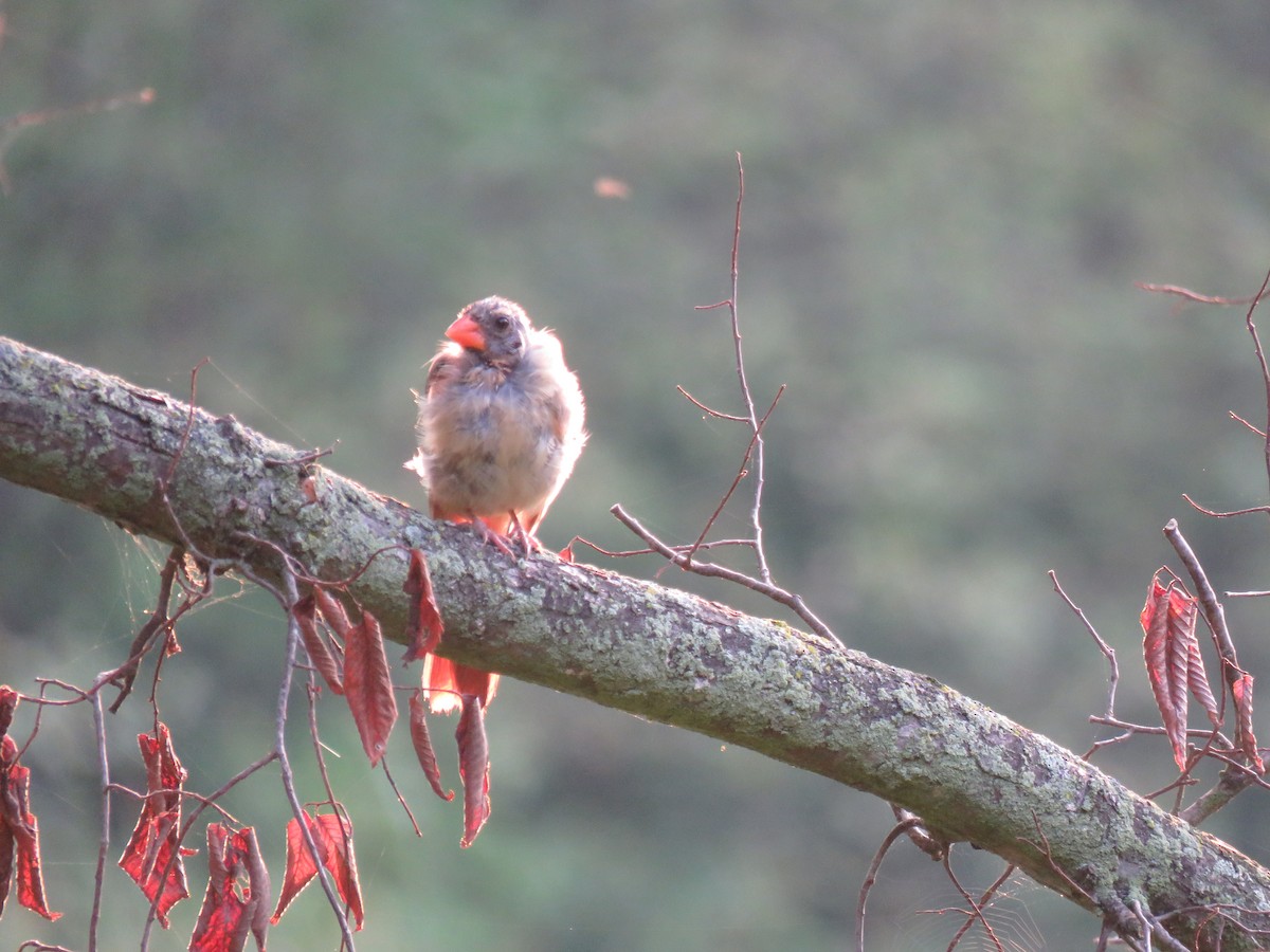 Cardinal rouge - ML484050011