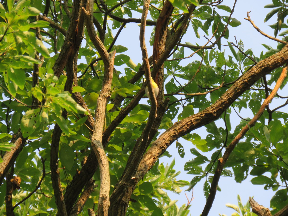 Northern Flicker - ML484050431