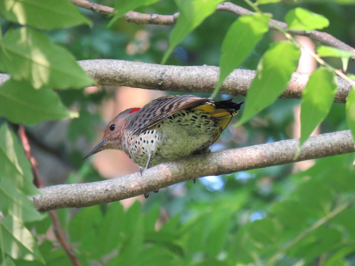 Northern Flicker - ML484050441