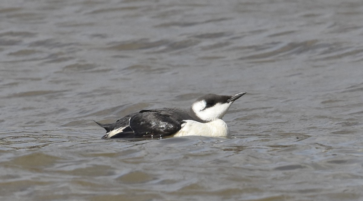 Common Murre - Reuben Braddock