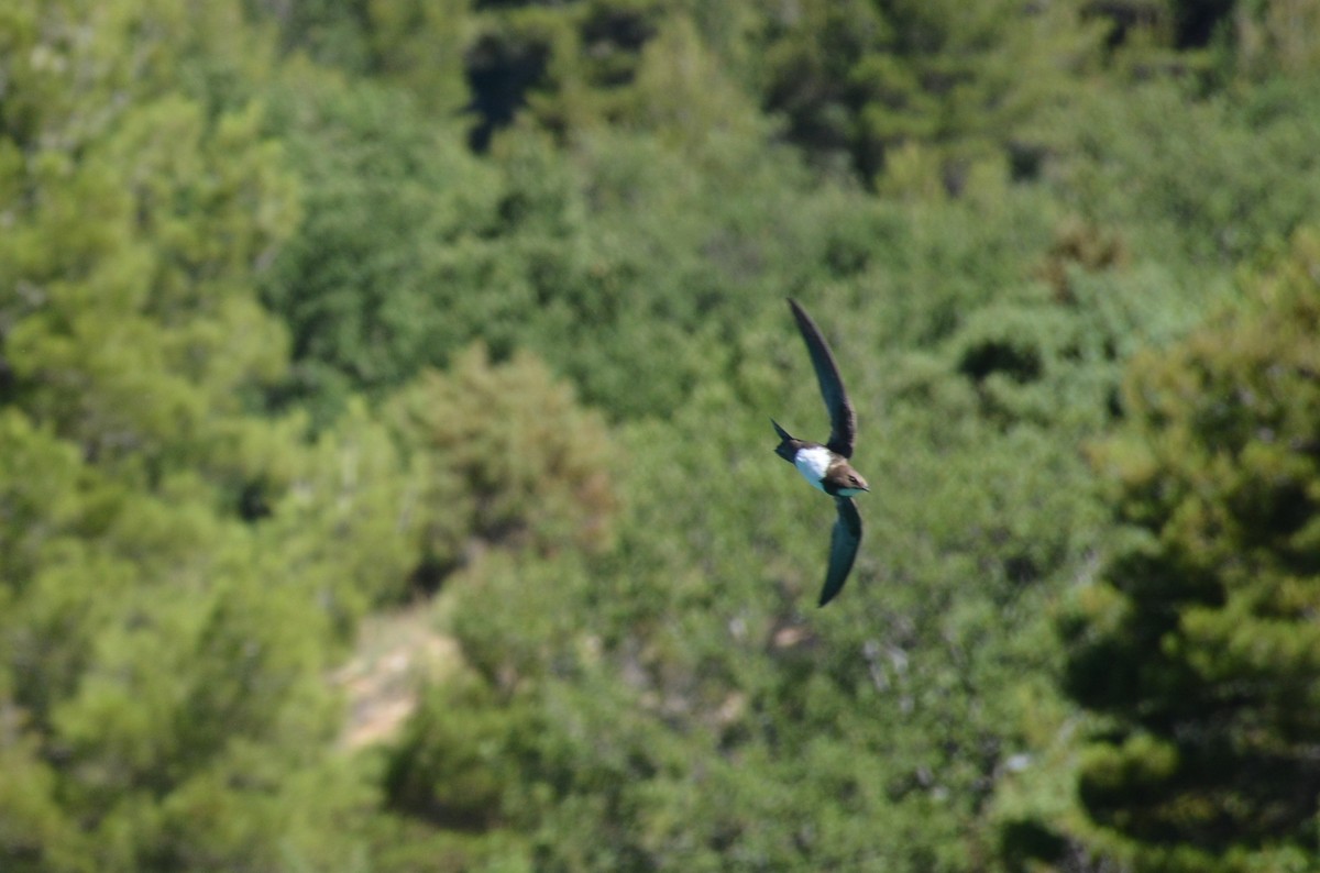 Alpine Swift - ML484052051