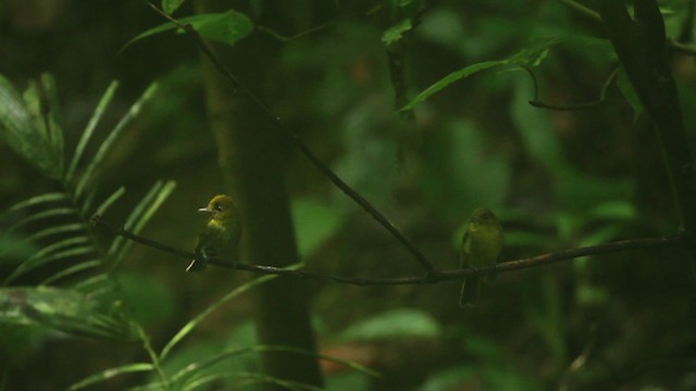 Sapayoa - ML484054