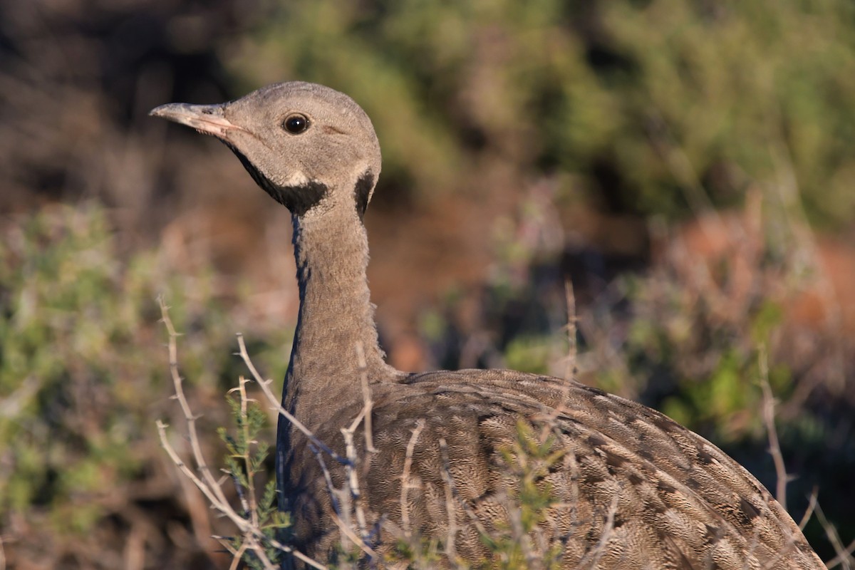 Karoo Bustard - ML484054361