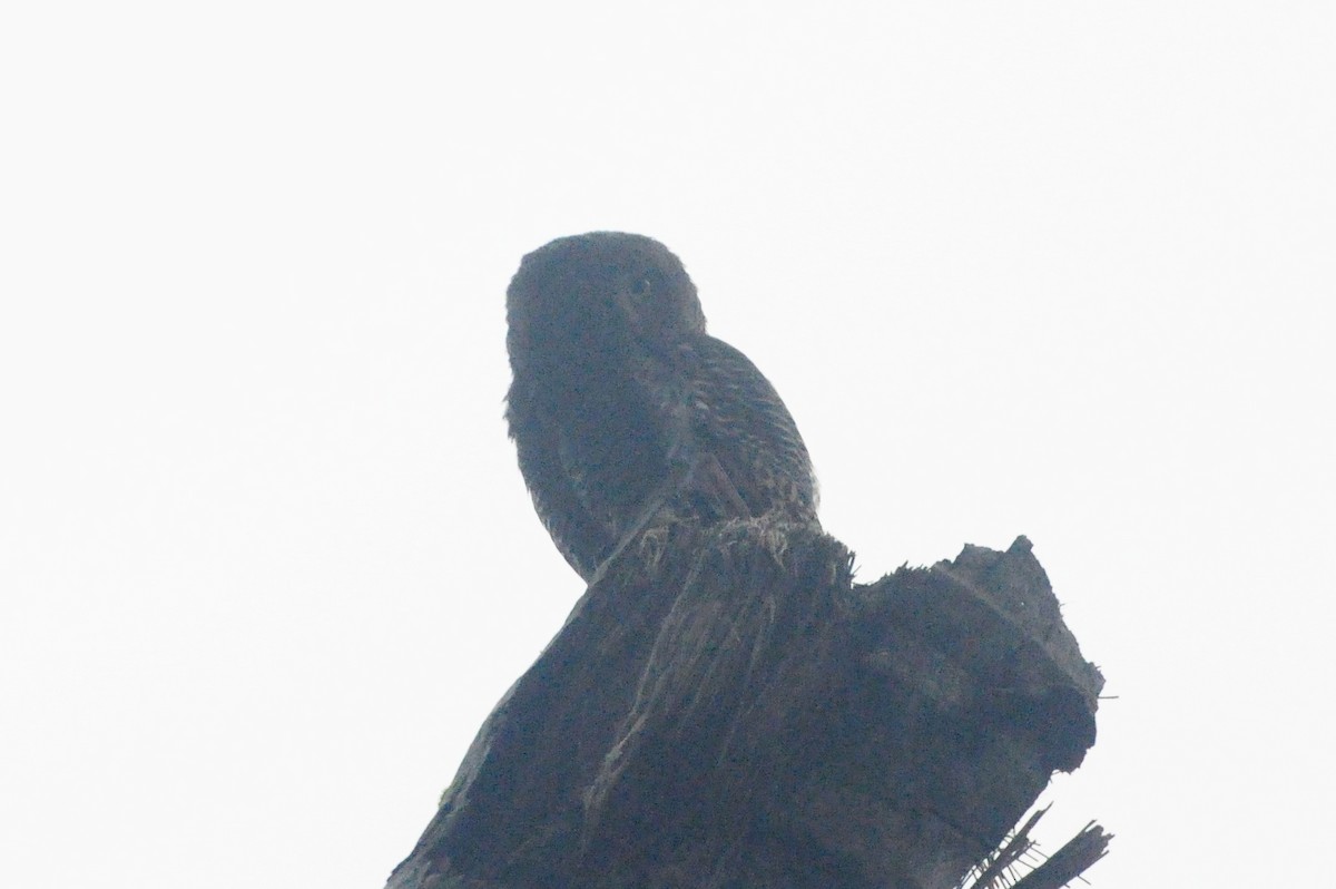 Jungle Owlet - ML484055411