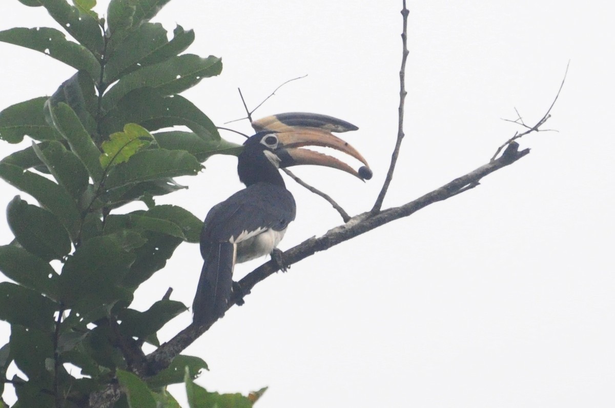 Malabar Pied-Hornbill - ML484055421