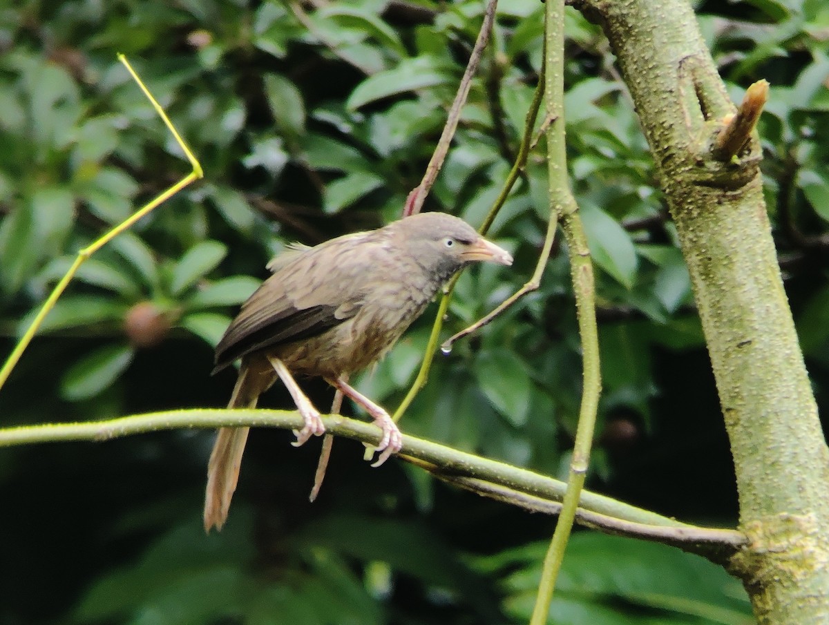 Jungle Babbler - ML484055441