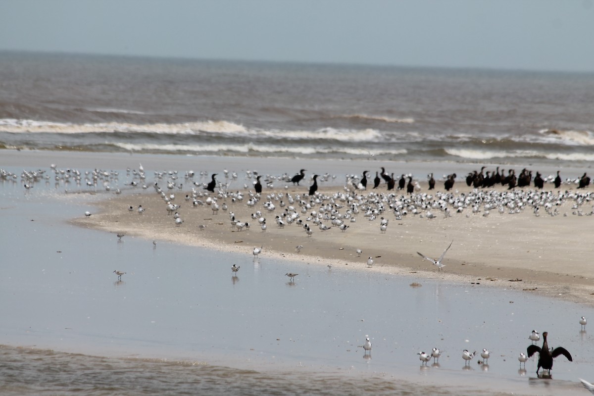 Common Tern - ML484056321