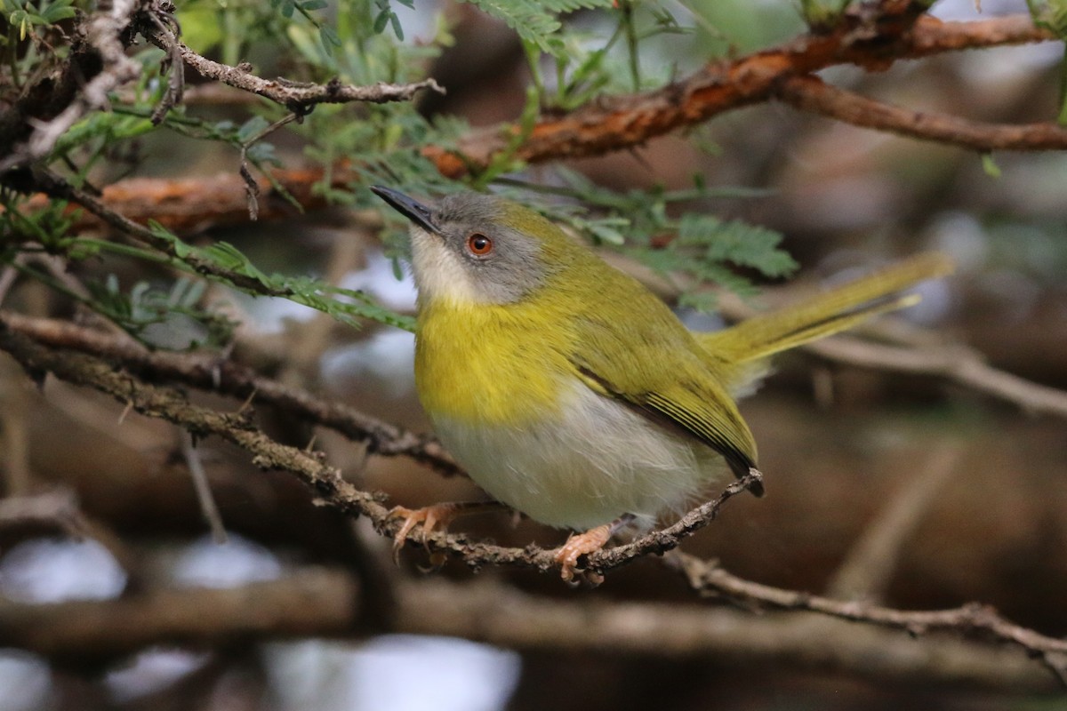 Apalis à gorge jaune - ML484059581