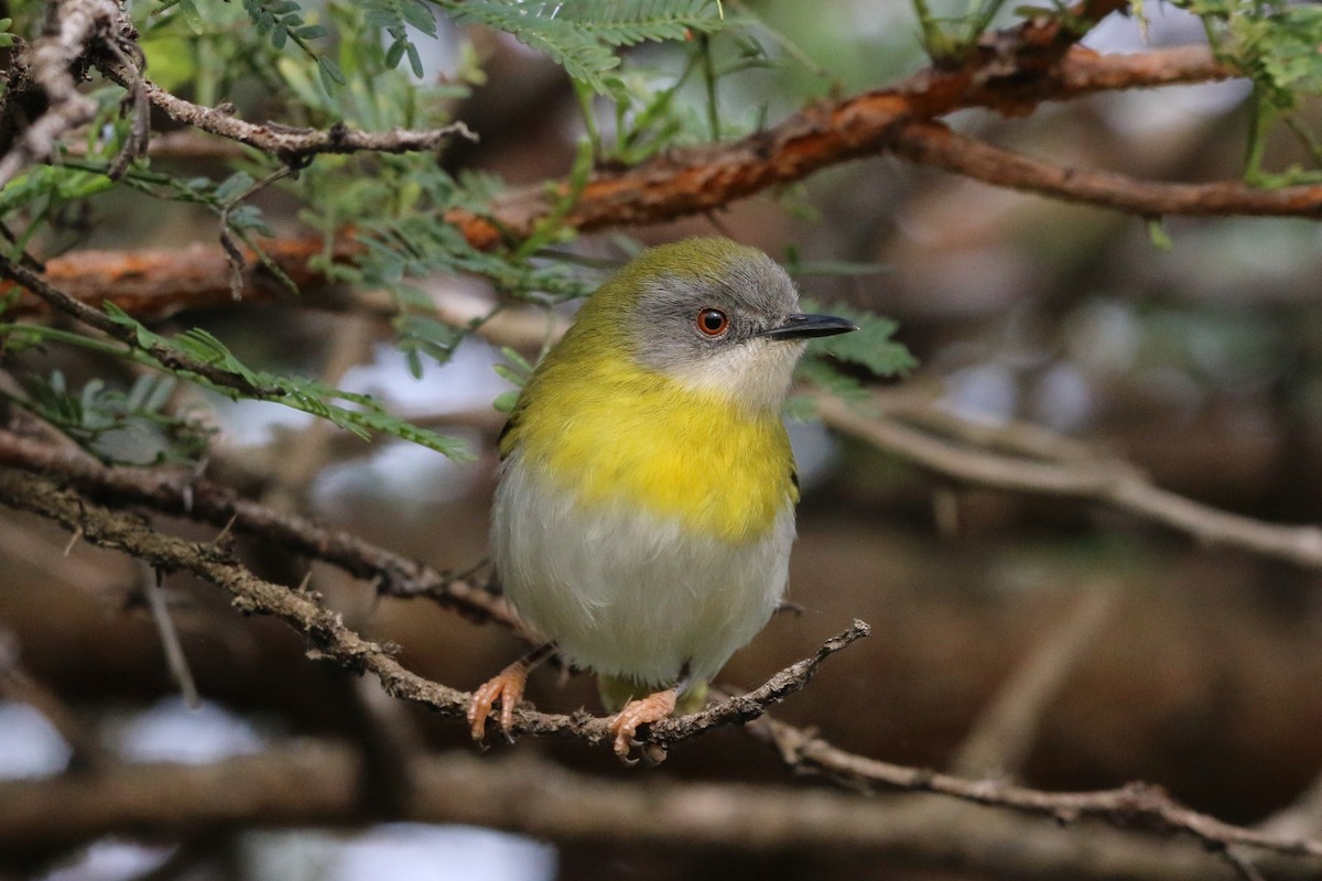 Apalis à gorge jaune - ML484059591