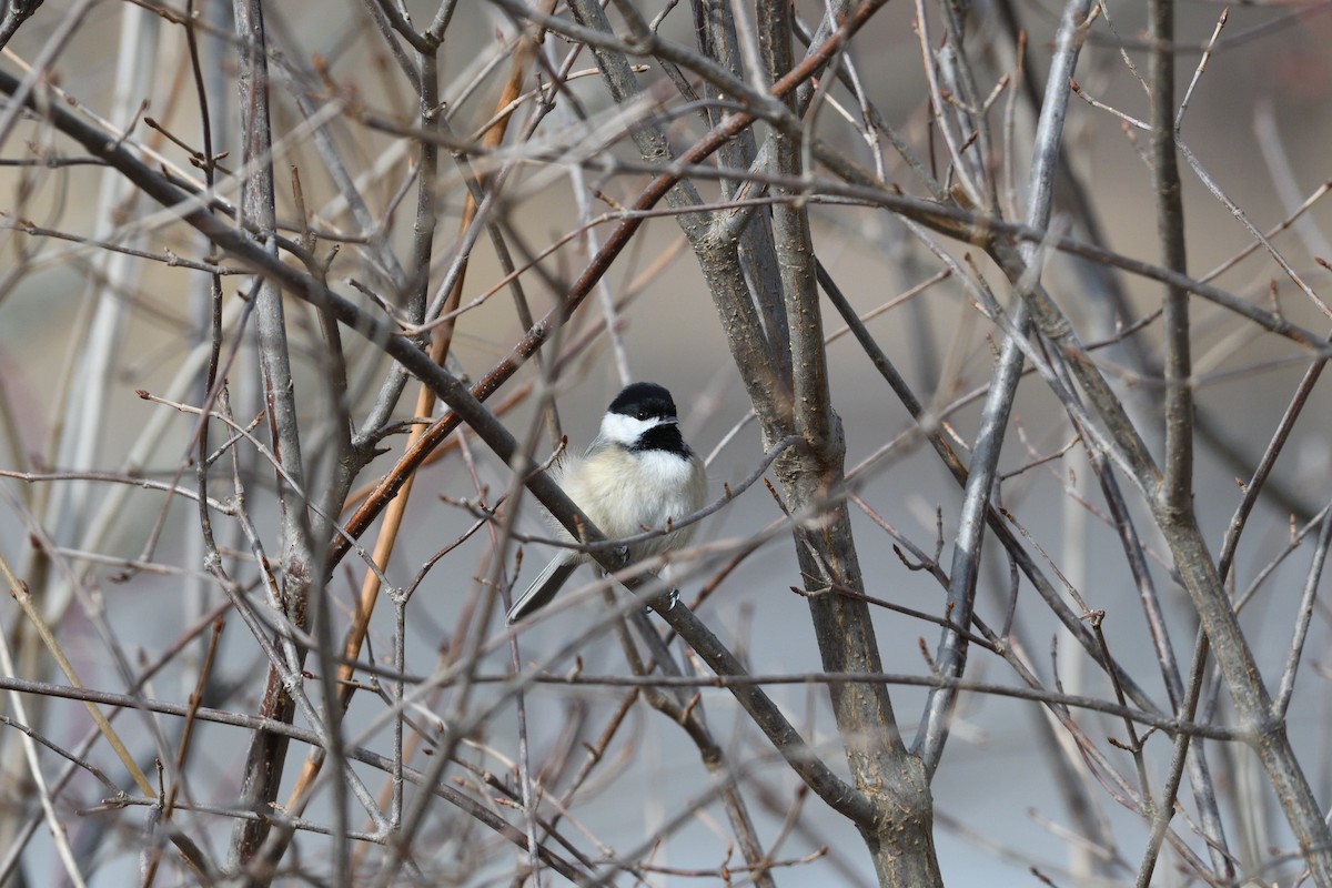 Carolina Chickadee - Barry Blust