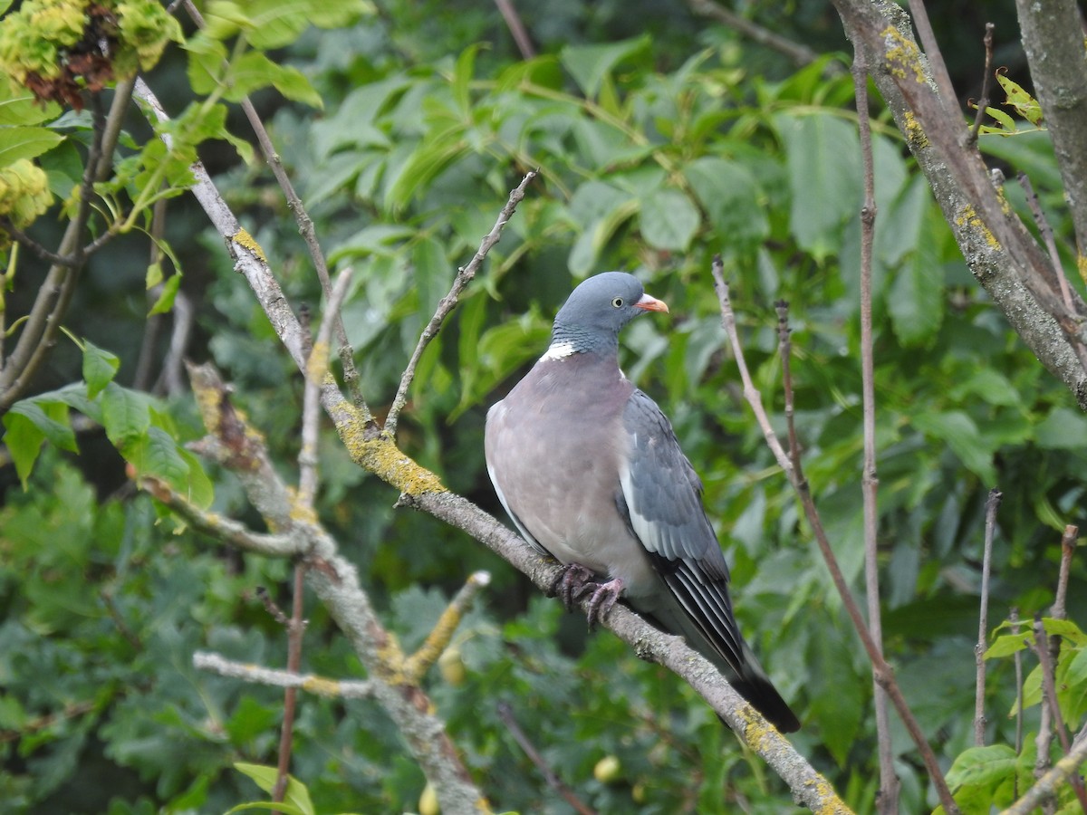 Common Wood-Pigeon - ML484061091