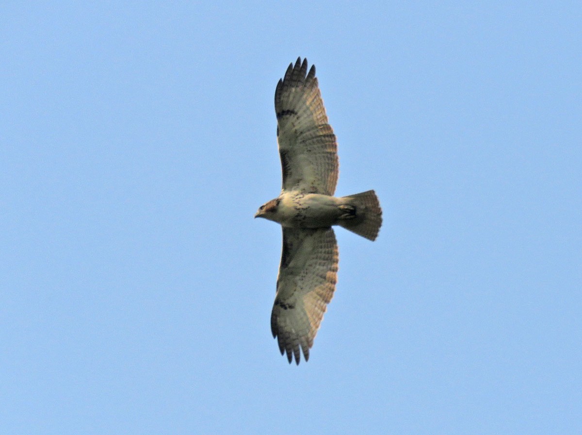 Red-tailed Hawk - ML484064411