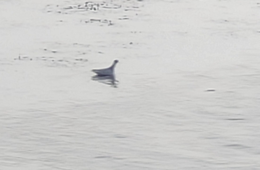 Red-necked Phalarope - ML484064681