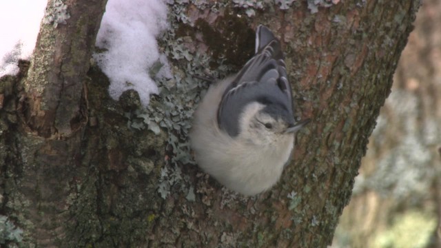 White-breasted Nuthatch - ML484066