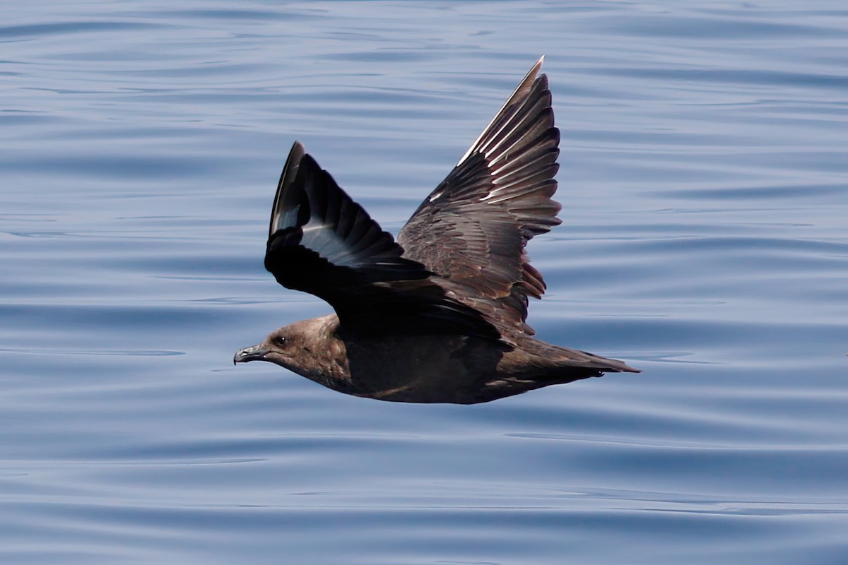 South Polar Skua - ML484066001