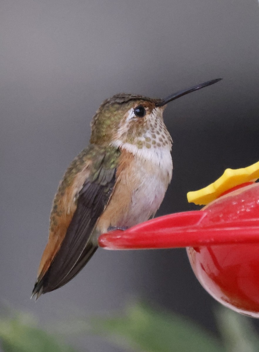 Rufous Hummingbird - Scott Ray