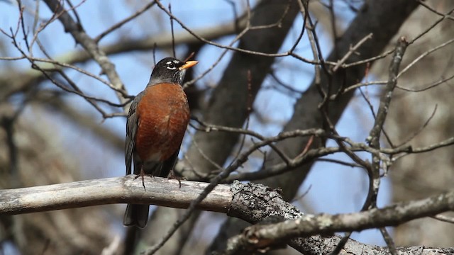 American Robin - ML484067