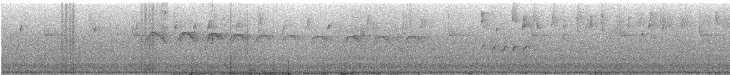Тиран-крихітка білолобий (підвид zeledoni) - ML48406751