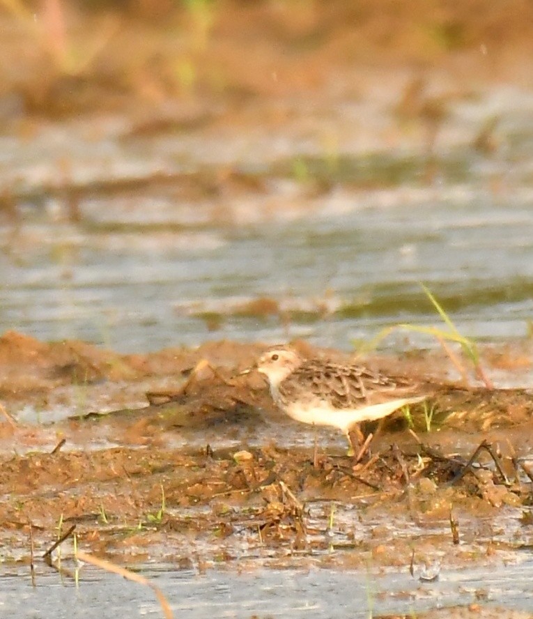 Temminck's Stint - Santhosh kumar