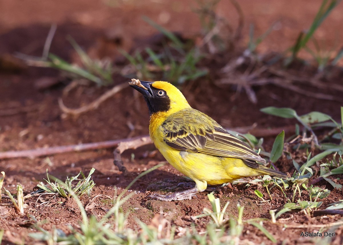 Heuglin's Masked-Weaver - ML484067891