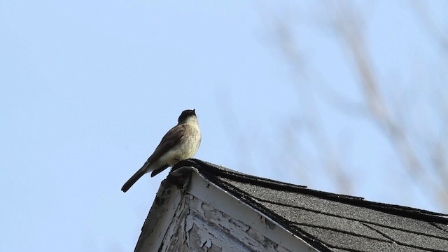 Eastern Phoebe - ML484068