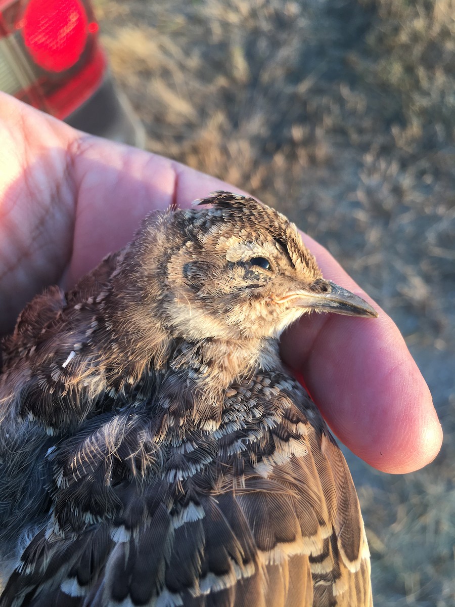Thekla's Lark - ML484068861