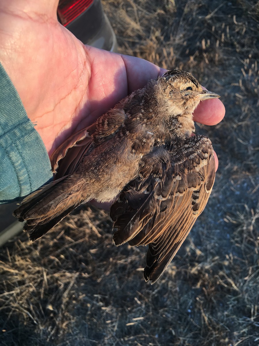 Thekla's Lark - ML484068871