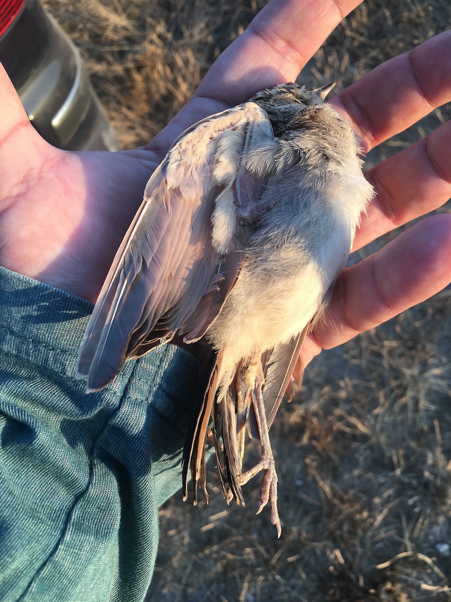 Thekla's Lark - ML484068881