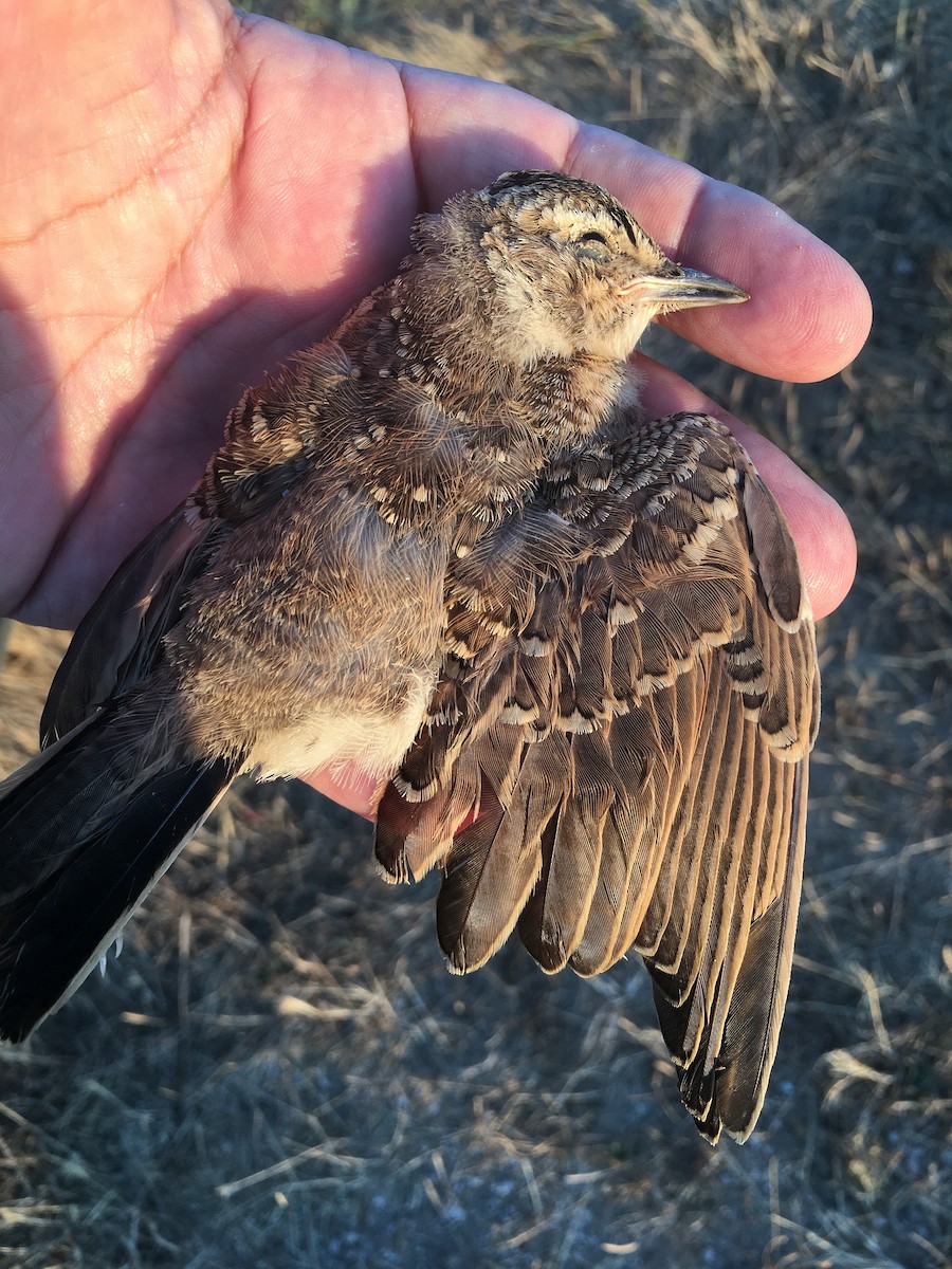 Thekla's Lark - ML484068891