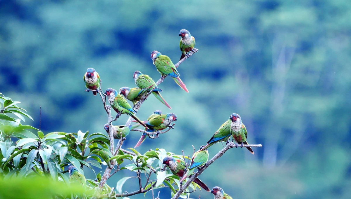 アカオウロコインコ（caeruleiceps） - ML484071591