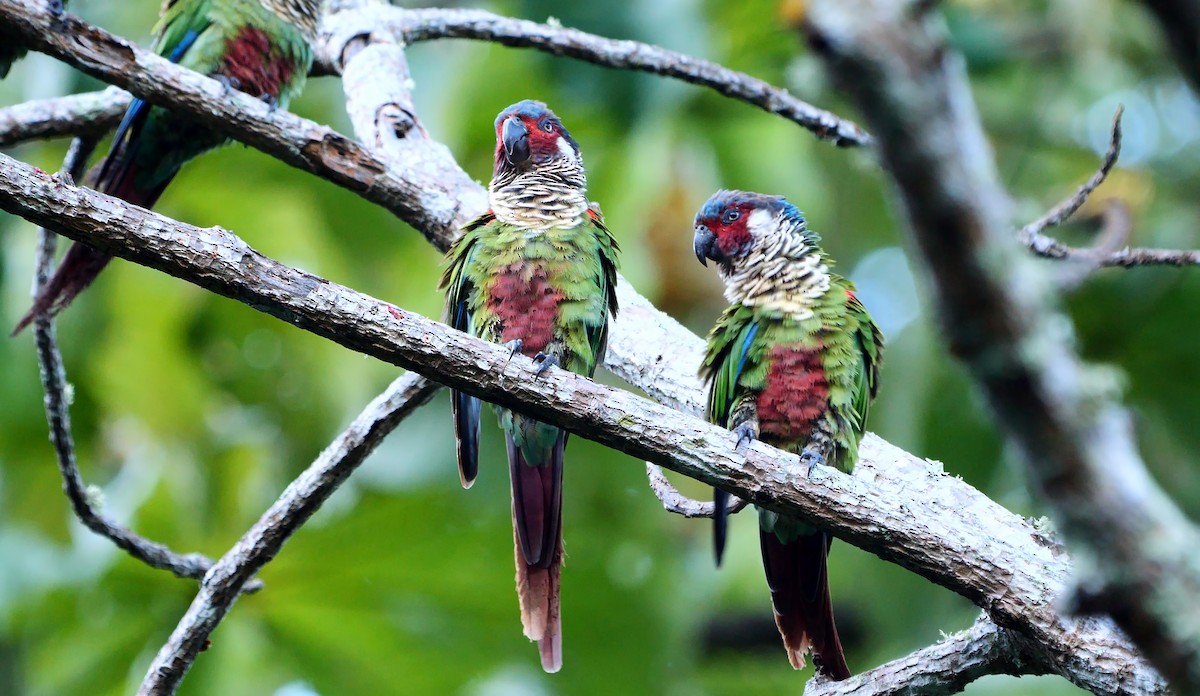 アカオウロコインコ（caeruleiceps） - ML484071601