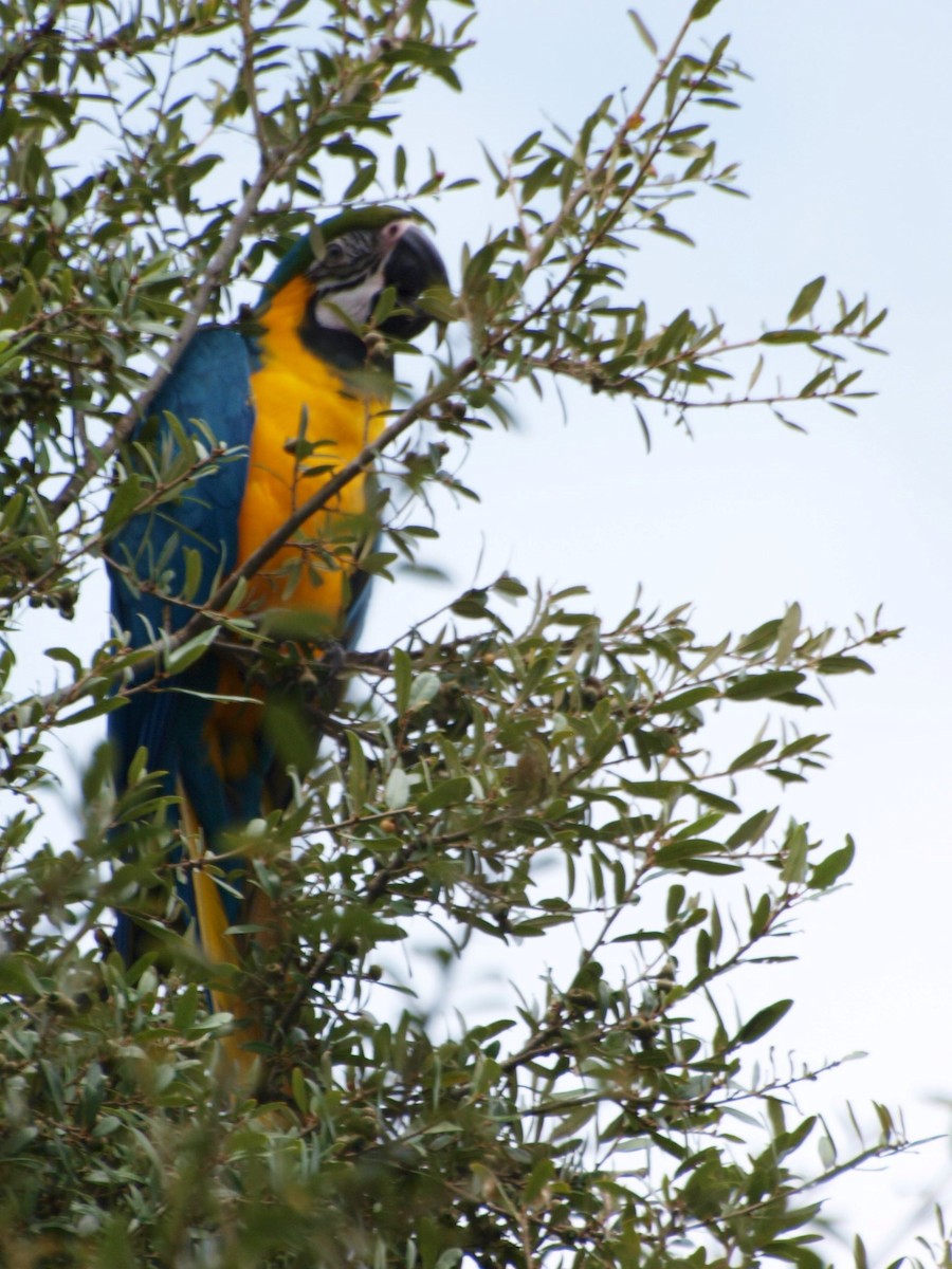Blue-and-yellow Macaw - ML484072041