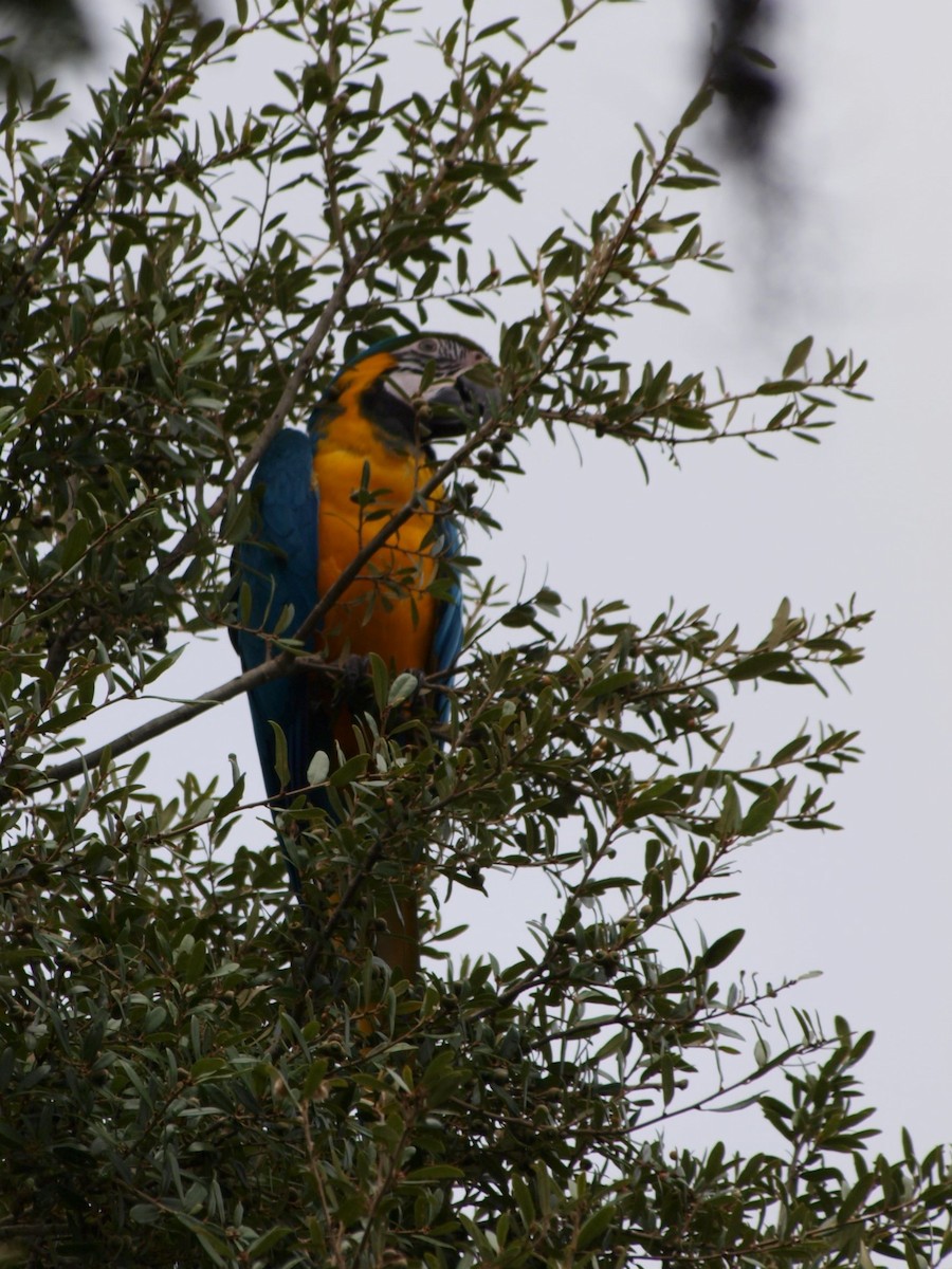 Blue-and-yellow Macaw - ML484072051