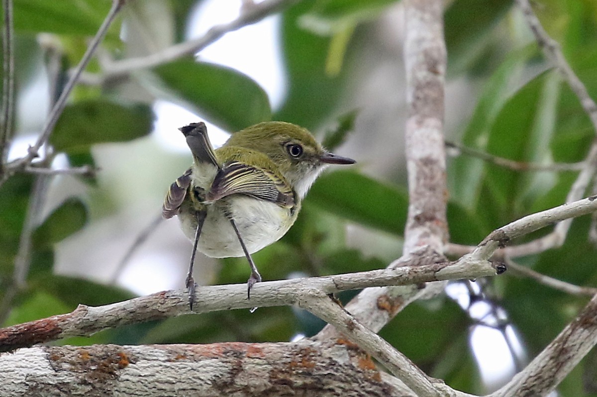 Hangnest Tody-Tyrant - ML484072681