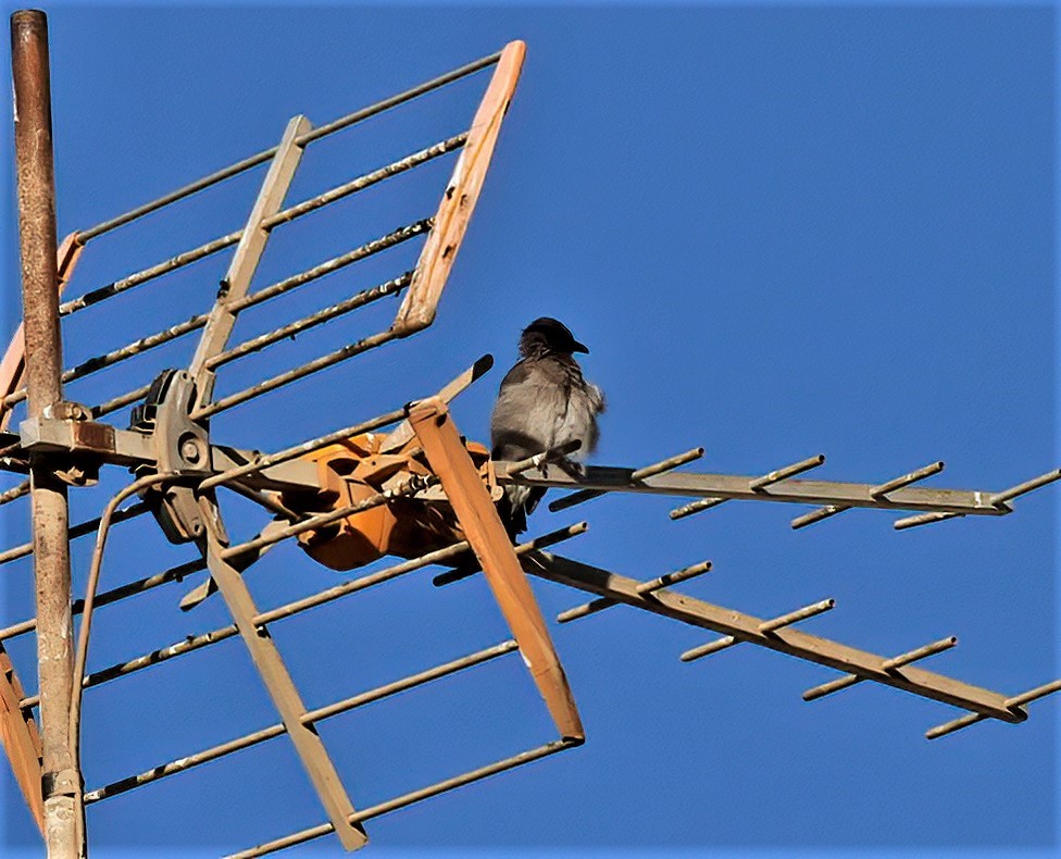Bulbul des jardins - ML484072921