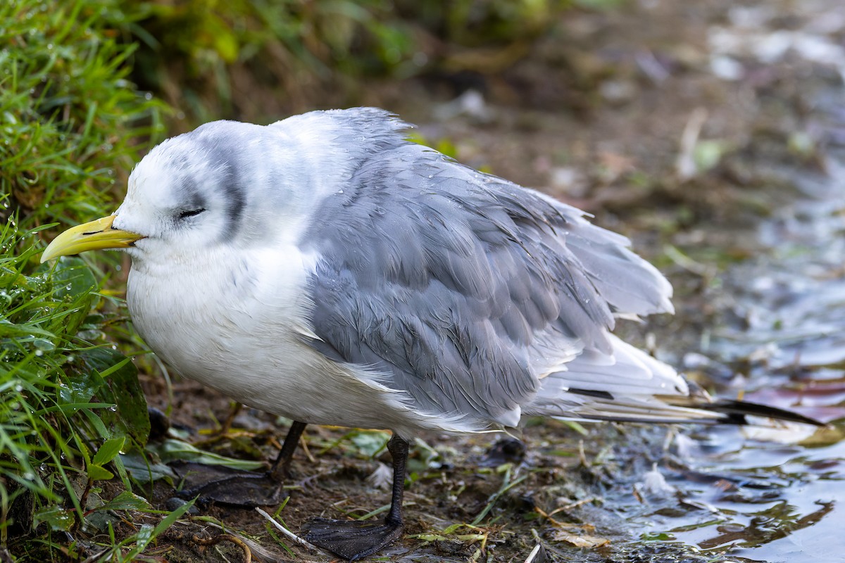 Mouette tridactyle - ML484073101