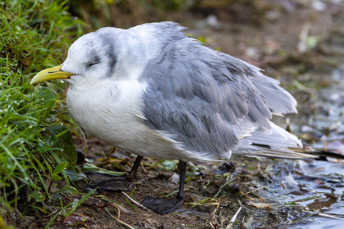 Mouette tridactyle - ML484073111